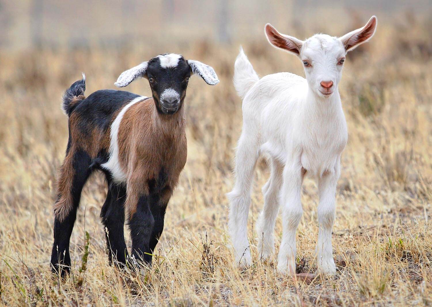 baby goat teddy