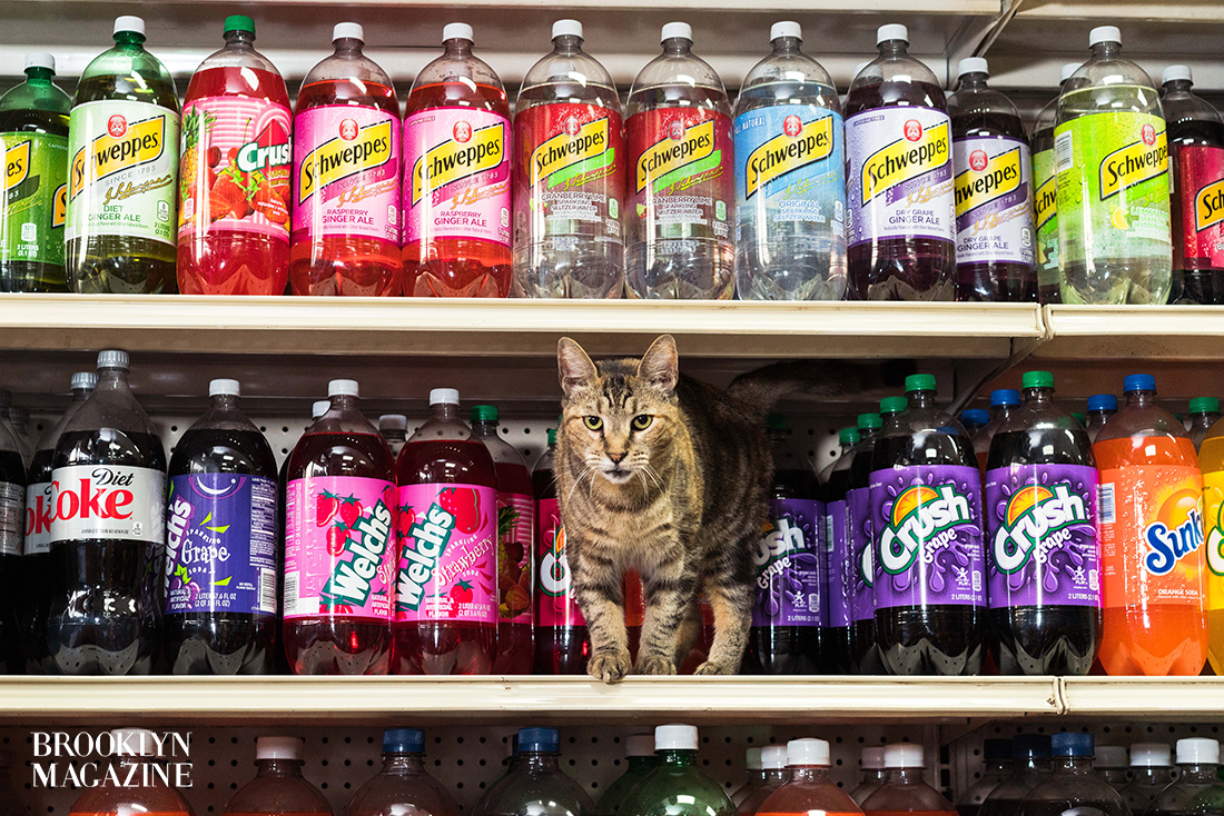 bodega cats tshirt