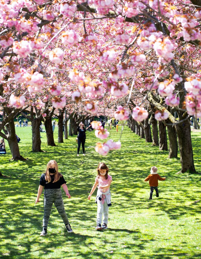 The Cherry Blossoms Are Poppin' At The Brooklyn Botanic Garden ...