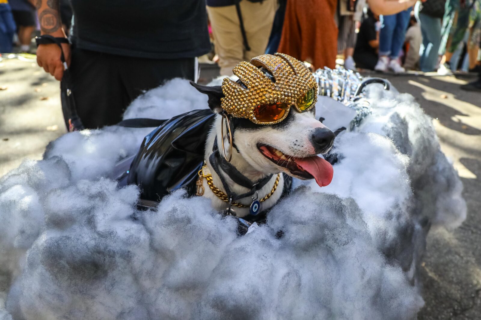 Meet The Good Doggos At The 25th Annual Great PUPkin Costume Contest ...