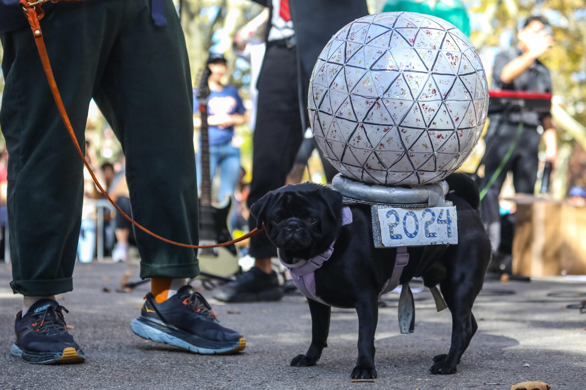 Meet The Good Doggos At The 25th Annual Great PUPkin Costume Contest ...