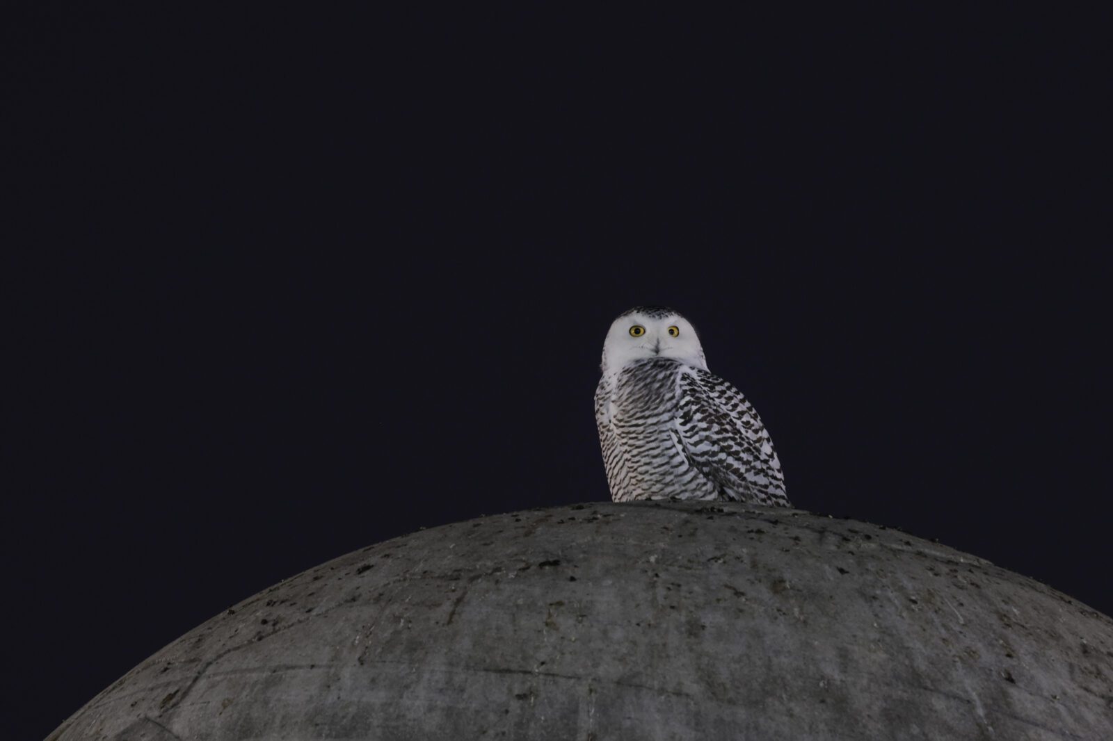 Snowy owl in Washington, D.C.