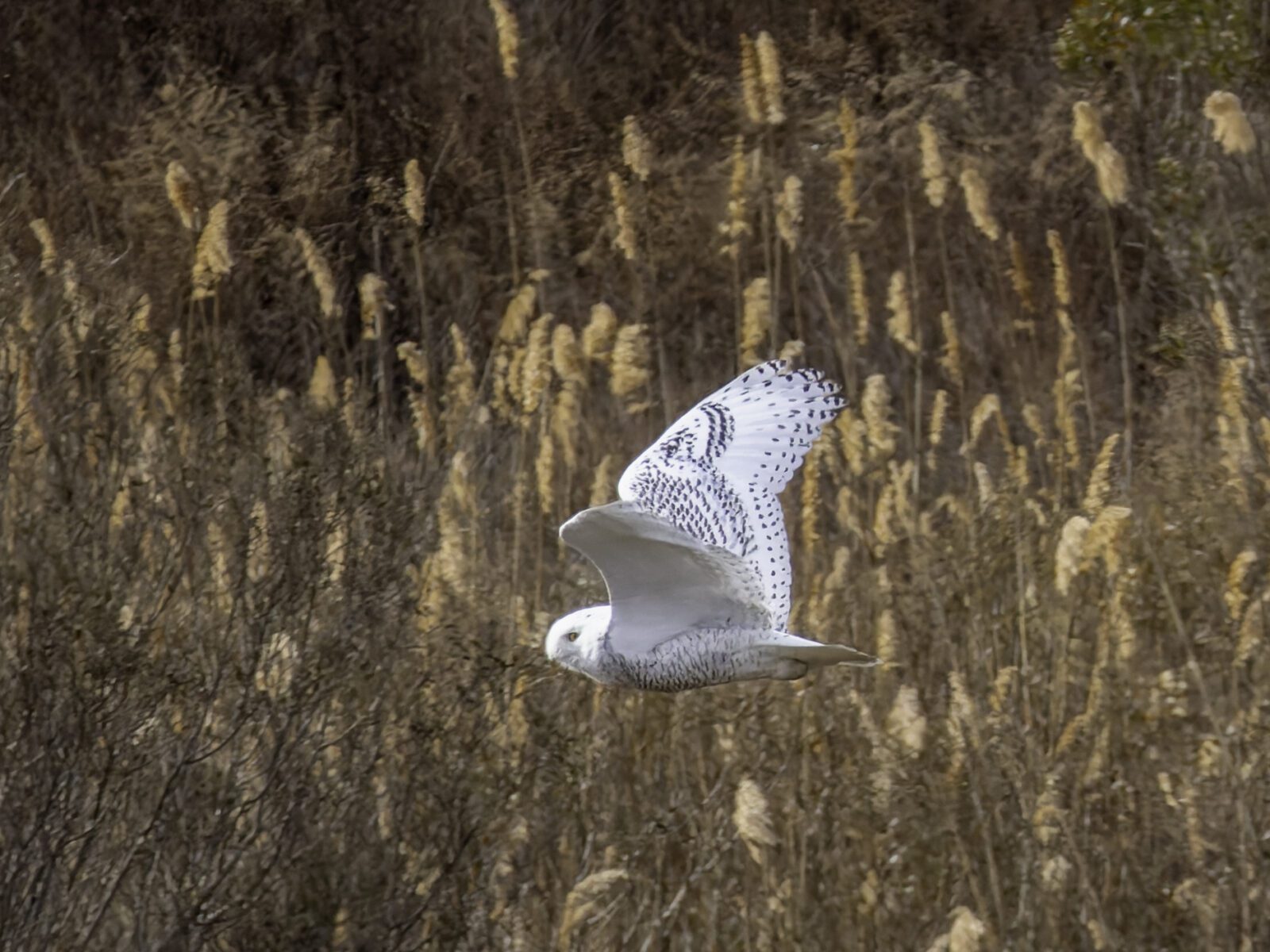 Snowy owl in Brooklyn, New York